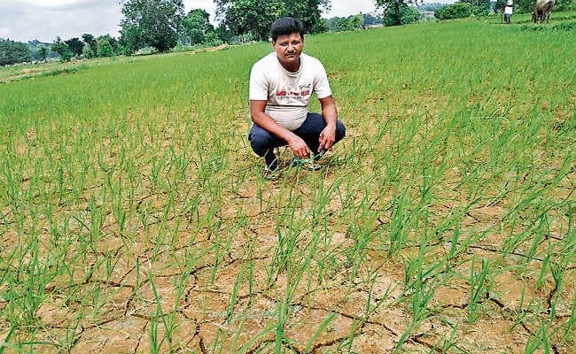 19 साल में 10 बार सूखा, इस साल भी हालत खराब, सूखने लगे हैं बिचड़े, वीरान हैं खेत
