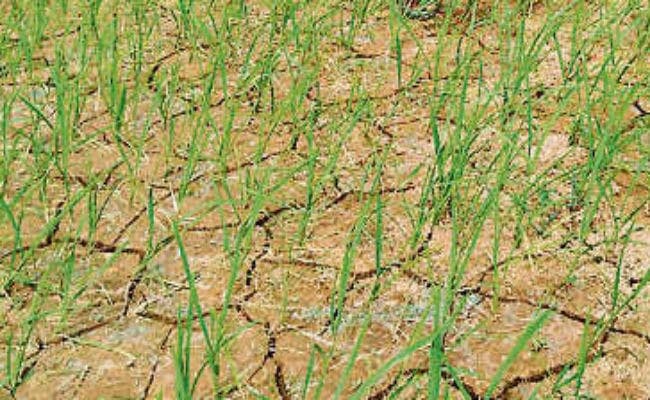 हीट आइलैंड बन गया है कोलकाता, खेती को हो रहा नुकसान