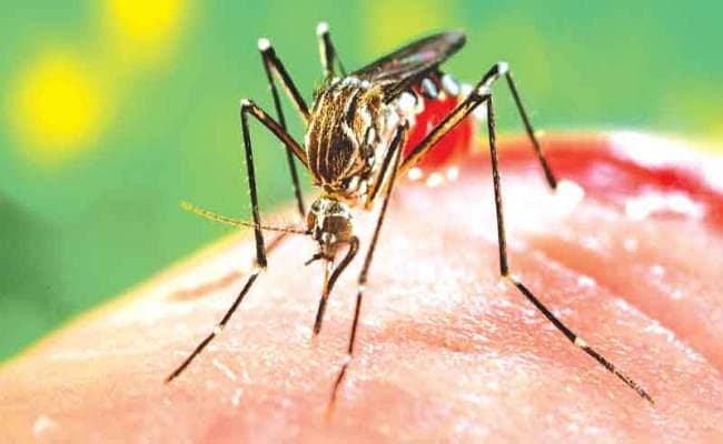 डेंगू को लेकर मंत्री फिरहाद ने किया निकायों को अलर्ट