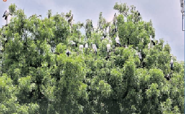 साइबेरियन प्रवासी पक्षियों के आने से गुलजार हो रहा शहर