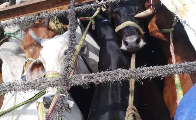 बिहार के 3 मवेशी तस्कर झारखंड के हजारीबाग में गिरफ्तार, 25 मवेशियों के साथ ट्रक जब्त