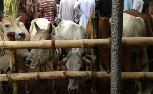 बीएसएफ ने तस्करी की कोशिशें नाकाम कर जब्त किये 98 मवेशी