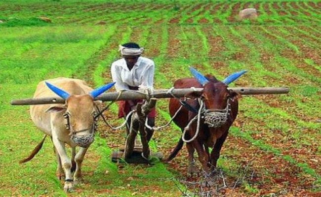 पटना : अभी करीब डेढ़ हजार पंचायतों में चल रहे हैं कृषि कार्यालय