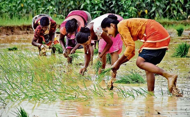 तीन हफ्ते बाद मॉनसून ने फिर पकड़ी रफ्तार, मौसम की मेहरबानी देख ग्रामीणों के चेहरे खिले, शुरू हो गयी धनरोपनी