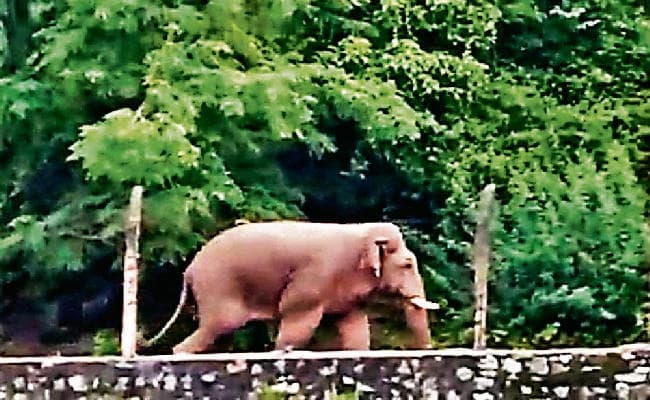 बेड़ो : हाथियों ने घर तोड़ा, दीवार गिरने से महिला गंभीर