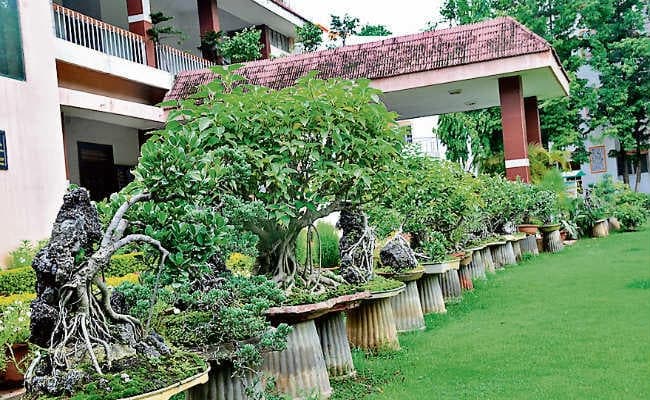 रांची : खुखरी में यूं ही पड़ा है करोड़ों का बोनसाई ट्री