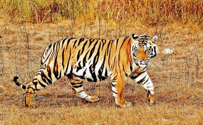 झारखंड में तीन से पांच हो गयी बाघों की संख्या
