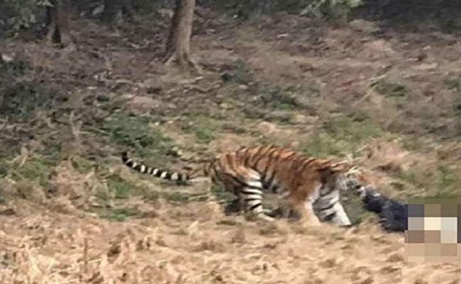 पश्चिम बंगाल : सुंदरवन में केकड़ा पकड़ रहे व्यक्ति को घसीटकर ले गया बाघ पश्चिम बंगाल : सुंदरवन में केकड़ा पकड़ रहे व्यक्ति को घसीटकर ले गया बाघ