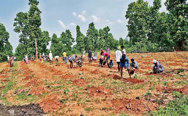 लातेहार : हेसलबार में केले की खेती से मिली नयी राह, रुका पलायन, गांव के लोग नहीं जा रहे हैं महाराष्ट्र और गोवा