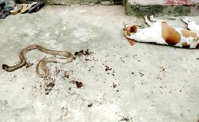 कुत्ते ने दिखायी वफादारी, अपनी जान देकर मालिक और परिवार के सदस्यों को विषैले सांप से बचाया
