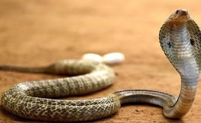 सर्पदंश से मौत में भारत अव्वल, सांप काट ले तो क्या करें ?