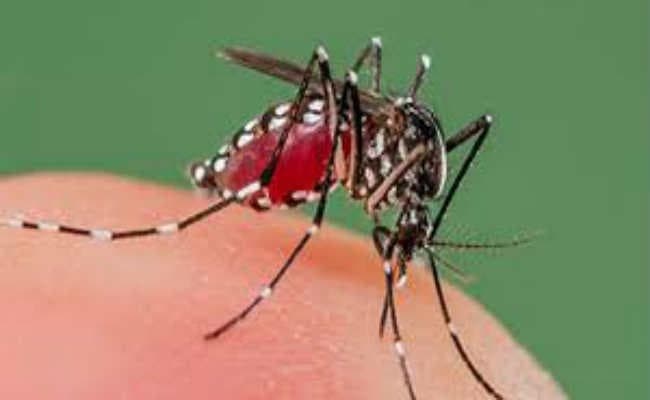 जिले में बढ़ रही डेंगू मरीजों की तादाद