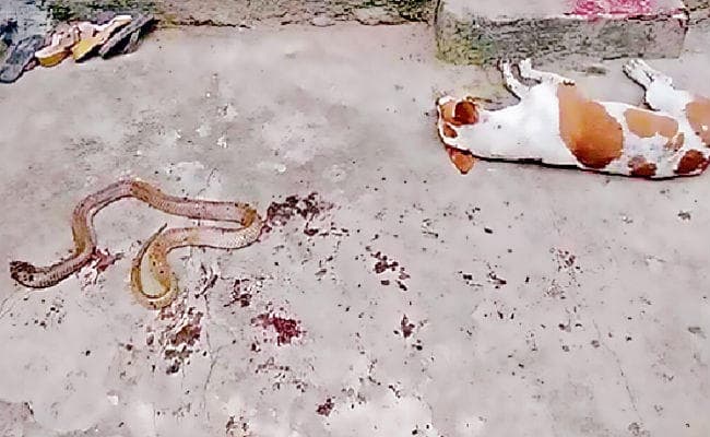 सांप से भिड़ा कुत्ता, मालिक और परिजनों की बचायी जान