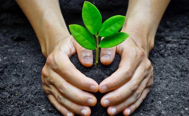 जल शक्ति अभियान : पौधे लगा हरियाली वापस लाने का संकल्प