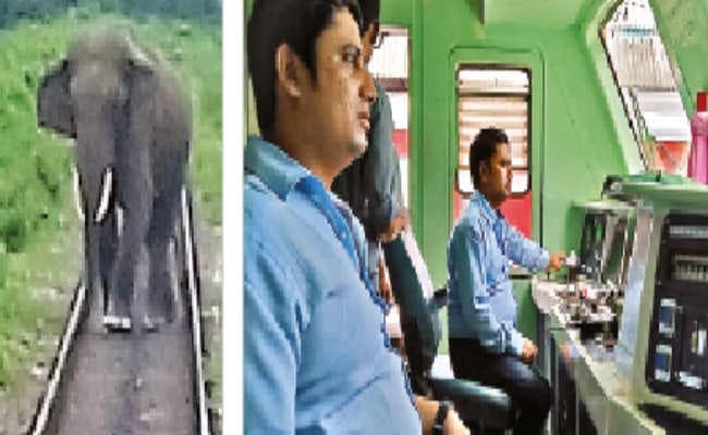 ट्रेन ड्राइवर की सतर्कता से बची हाथी की जान