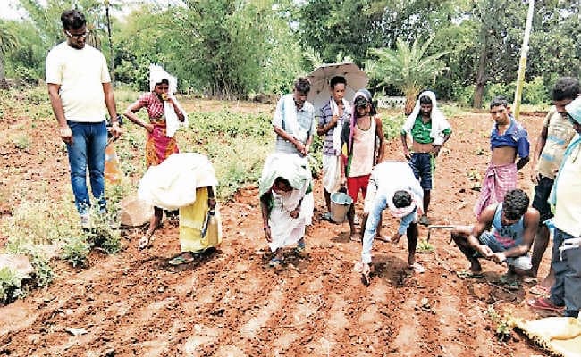 रांची : बोआई विधि से 30 हजार एकड़ में लहलहा रहा धान