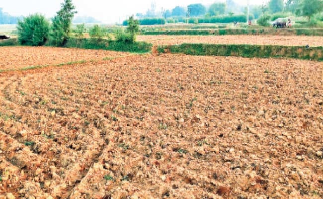अल्पवर्षा से जमुआ में तीन-चार फीसदी ही धनरोपनी