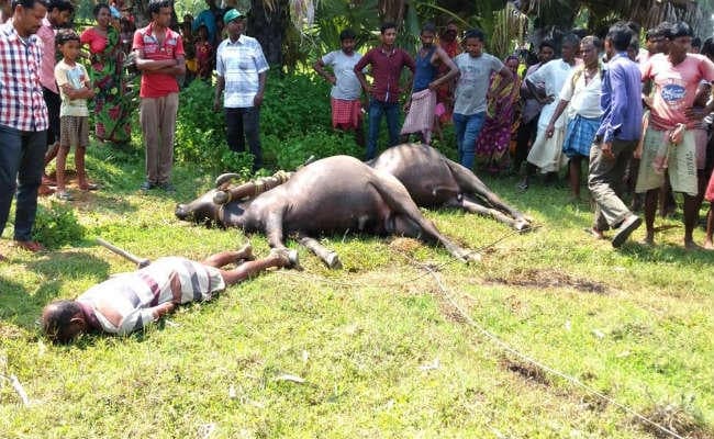 जामताड़ा : हल चलाते किसान पर गिरा 11 हजार वोल्ट का तार, दो बैलों सहित किसान की मौत
