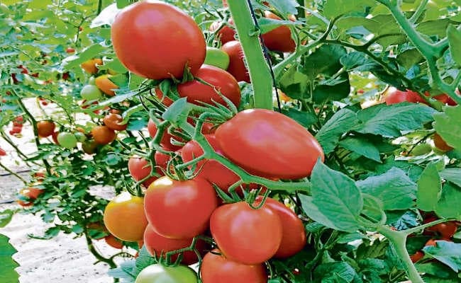 23 जिलों में होगी 14 खास फसलों की खेती