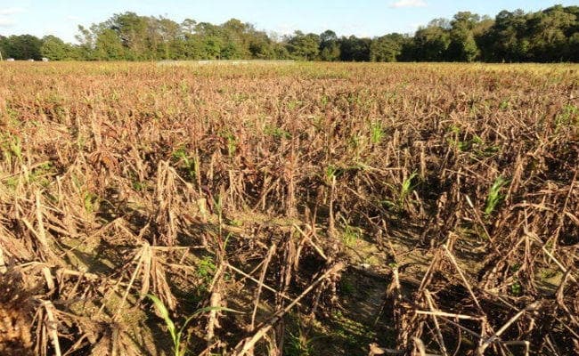 फसल के नुकसान का बीमा भुगतान नहीं करने पर दो इंश्योरेंस कंपनियों के खिलाफ मामला दर्ज