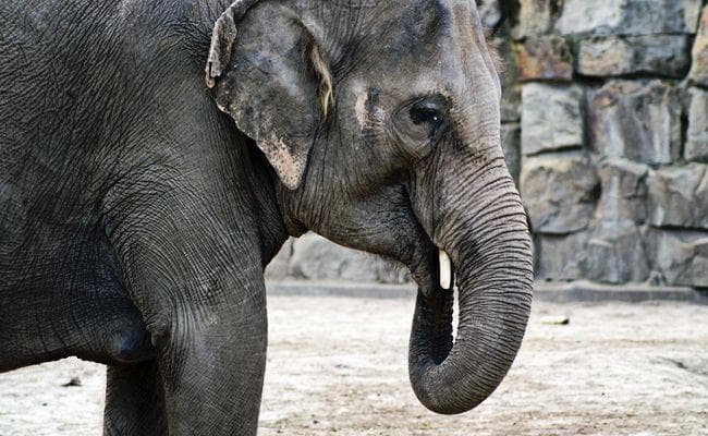 हड़िया पीकर गजराज ने मचाया उत्पात, 14 चाय श्रमिक जख्मी