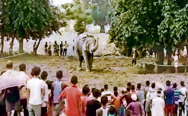 छपरा :अंत्येष्टि में शामिल हाथी ने मचाया उत्पात, सहमे लोग