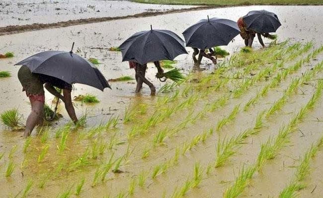 कृषि निदेशालय की 14 अगस्त तक की रिपोर्ट, आधे खेत अब भी खाली, नहीं लगा धान