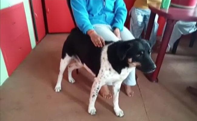 दार्जीलिंग में मालकिन को बचाने के लिए तेंदुआ से भिड़ गया कुत्ता