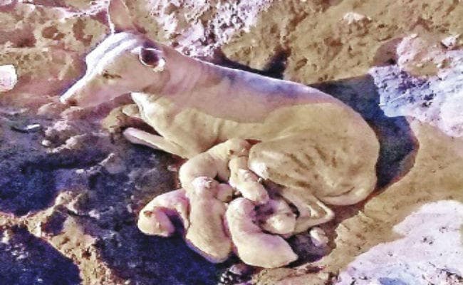 पुलिस ने पेश की मानवता की मिसाल