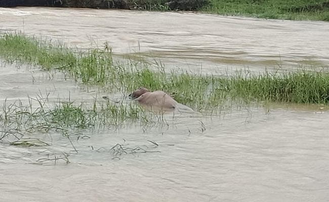 गुमला में नदी से मिला महिला का शव, दुष्कर्म के बाद हत्या की आशंका