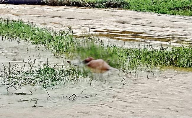 गुमला : भगताइन की हत्या, नदी में मिला शव