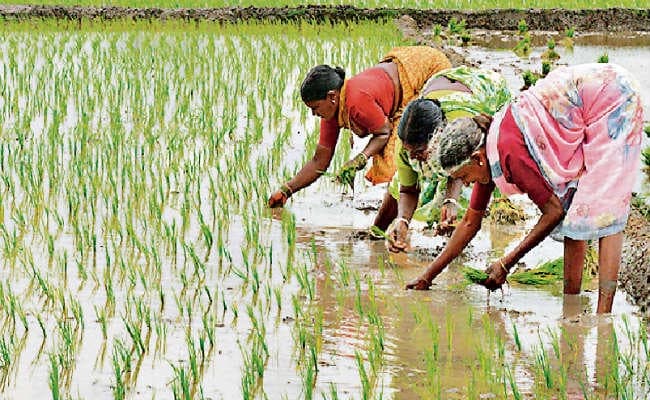 रांची : 55% खेतों में ही हो सका रोपा विकास आयुक्त करेंगे समीक्षा