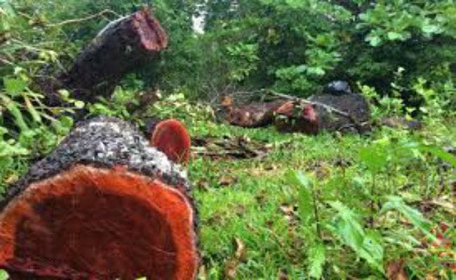 शीशम की लकड़ी के बने उत्पादों के अंतरराष्ट्रीय व्यापार पर से प्रतिबंध हटा सकती है सरकार