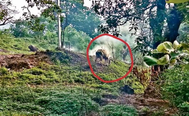 डकरा : फैल रही बेलांगी पहाड़ में लगी आग