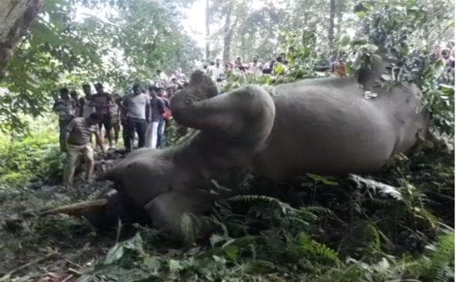 बंगाल : जलपाईगुड़ी में करंट लगने से हाथी की मौत