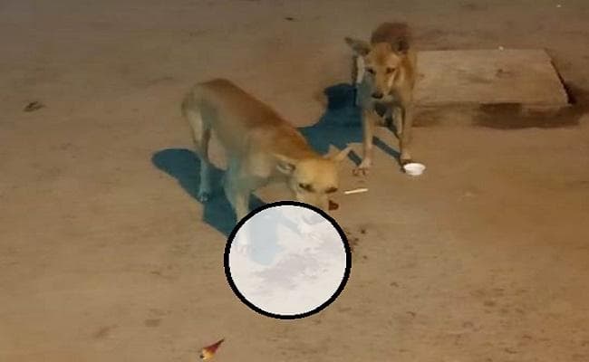 बिहारशरीफ : सदर अस्पताल में मांस के लोथड़े को निवाला बनाते दिखे दो कुत्ते, तमाशाबीन बने रहे लोग
