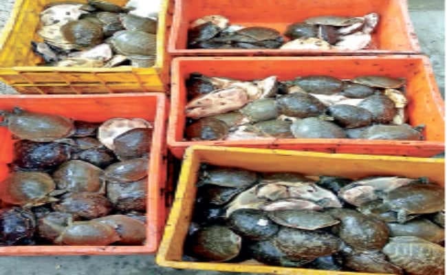 श्रीरामपुर स्टेशन से 208 कछुए जब्त, दो गिरफ्तार