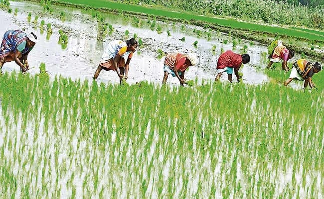 Flood In Bihar : बाढ़ की तबाही के बीच बारिश ने किसानों को पहुंचाया फायदा, सालों बाद सौ फीसदी के करीब हासिल हुआ यह लक्ष्य…