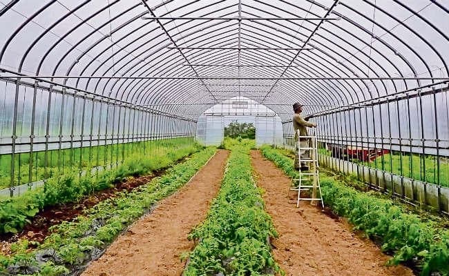 किसान पॉली हाउस में करें सब्जी व फूलों की खेती, होगा अधिक लाभ