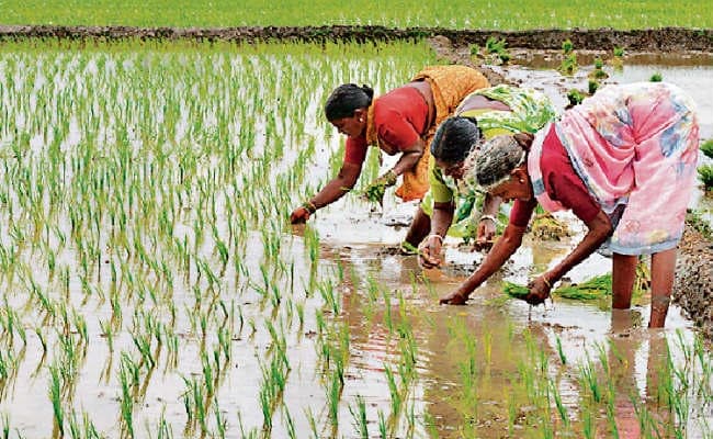 14 जिलों में बारिश या रोपा सामान्य से 60 फीसदी कम