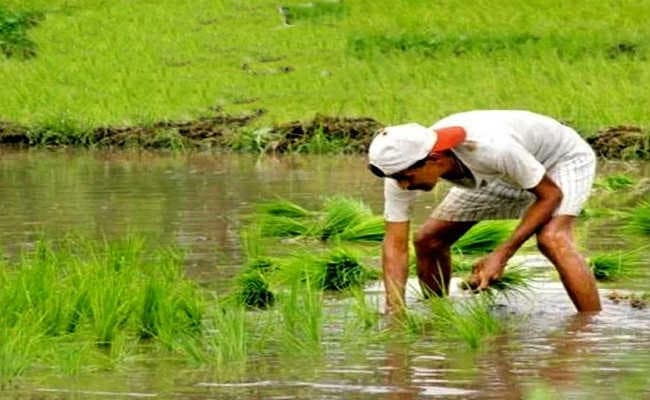 पीएम किसान निधि योजना में 52 लाख से अधिक आवेदन