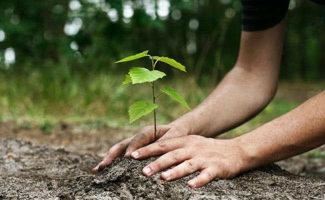 हरित आवरण बढ़ाने की कवायद, बिहार में अगले साल पांच करोड़ पौधे लगेंगे, कम पड़े तो होगी खरीदारी