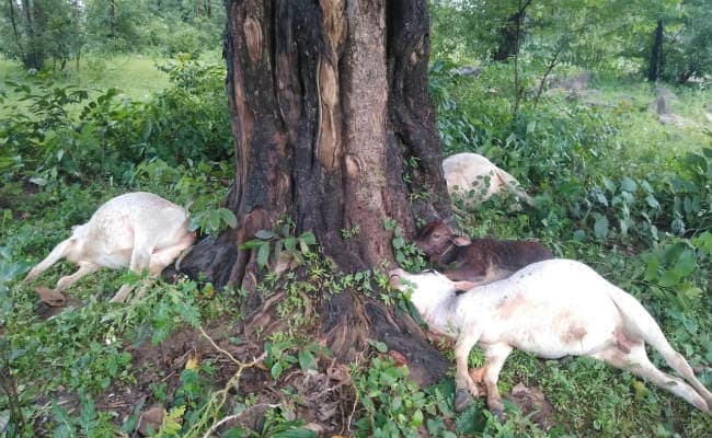 गोमिया : वज्रपात की चपेट में आने से ललपनिया निवासी शख्‍स की मौत, मवेशी भी मरे