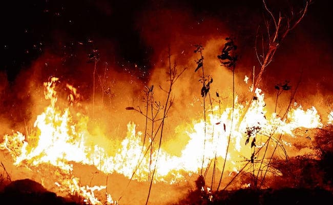 दहक रहे हैं अमेजन के जंगल, चरम पर है विनाश