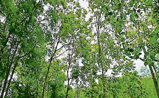 कैमूर वन क्षेत्र भी बनेगा टाइगर रिजर्व