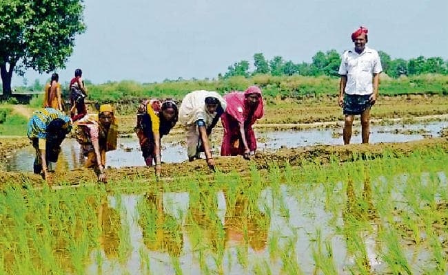 पटना : 80% रोपनी, पर बारिश के मौसम में सूखे का संकट