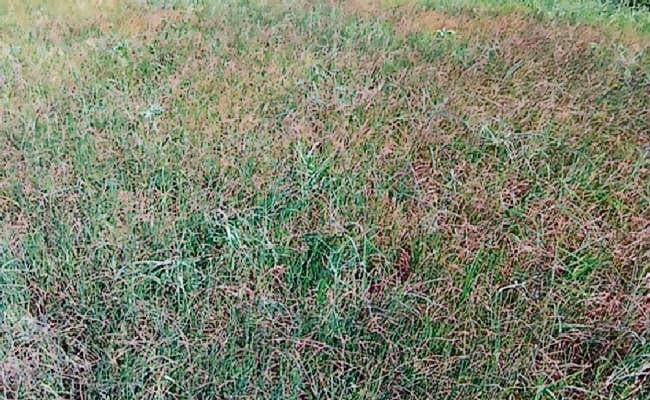 सुखाड़ घोषित करने को लेकर धरना आज, बारिश नहीं होने से सूखे बिचड़े, किसान मायूस