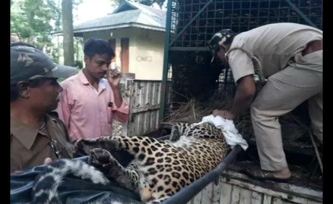 VIDEO : निगरानी के लिए वन विभाग ने तेंदुए के गले में डाला रेडियो कॉलर