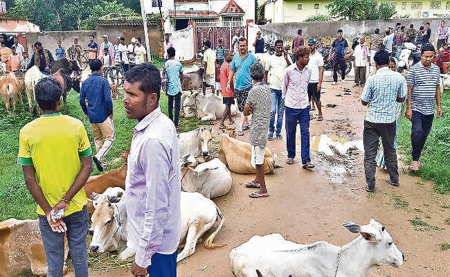 हटिया : लटमा में ग्रामीणों ने 57 मवेशियों को मुक्त कराया