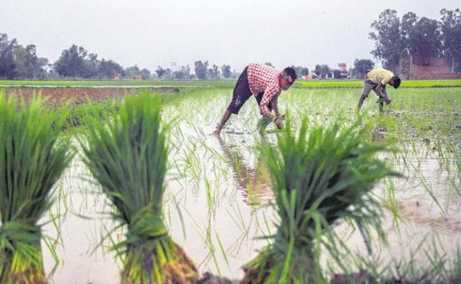 खरीफ की पैदावार होगी कम, किसानों को फायदा ज्यादा